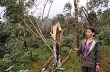Sau bão, nghĩ đến việc lập vành đai cho cây cao su